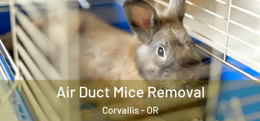  Air Duct Mice Removal Corvallis - OR
